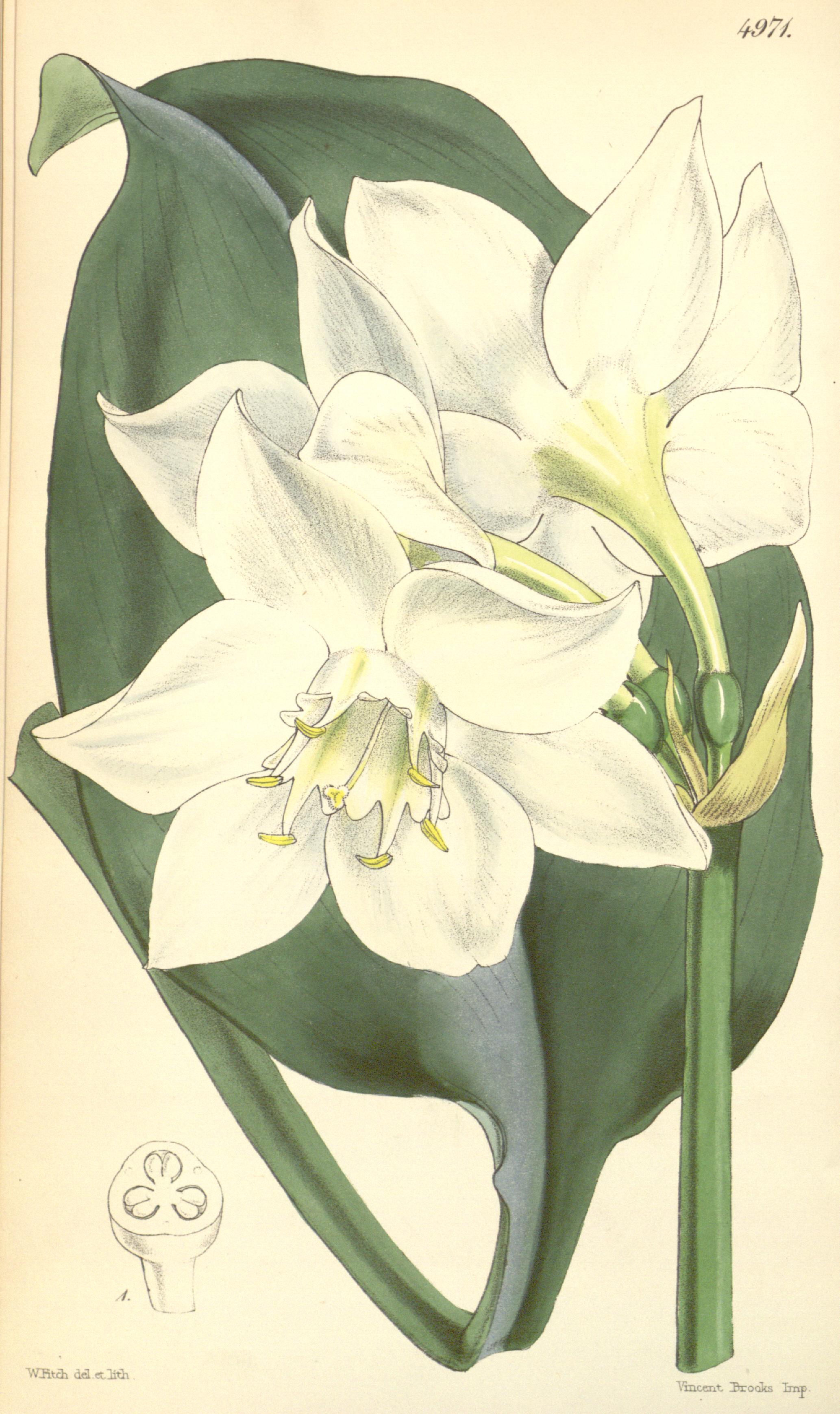 아마존릴리(Eucharis amazonica) — Wikimedia Commons CC 라이선스 대표 사진