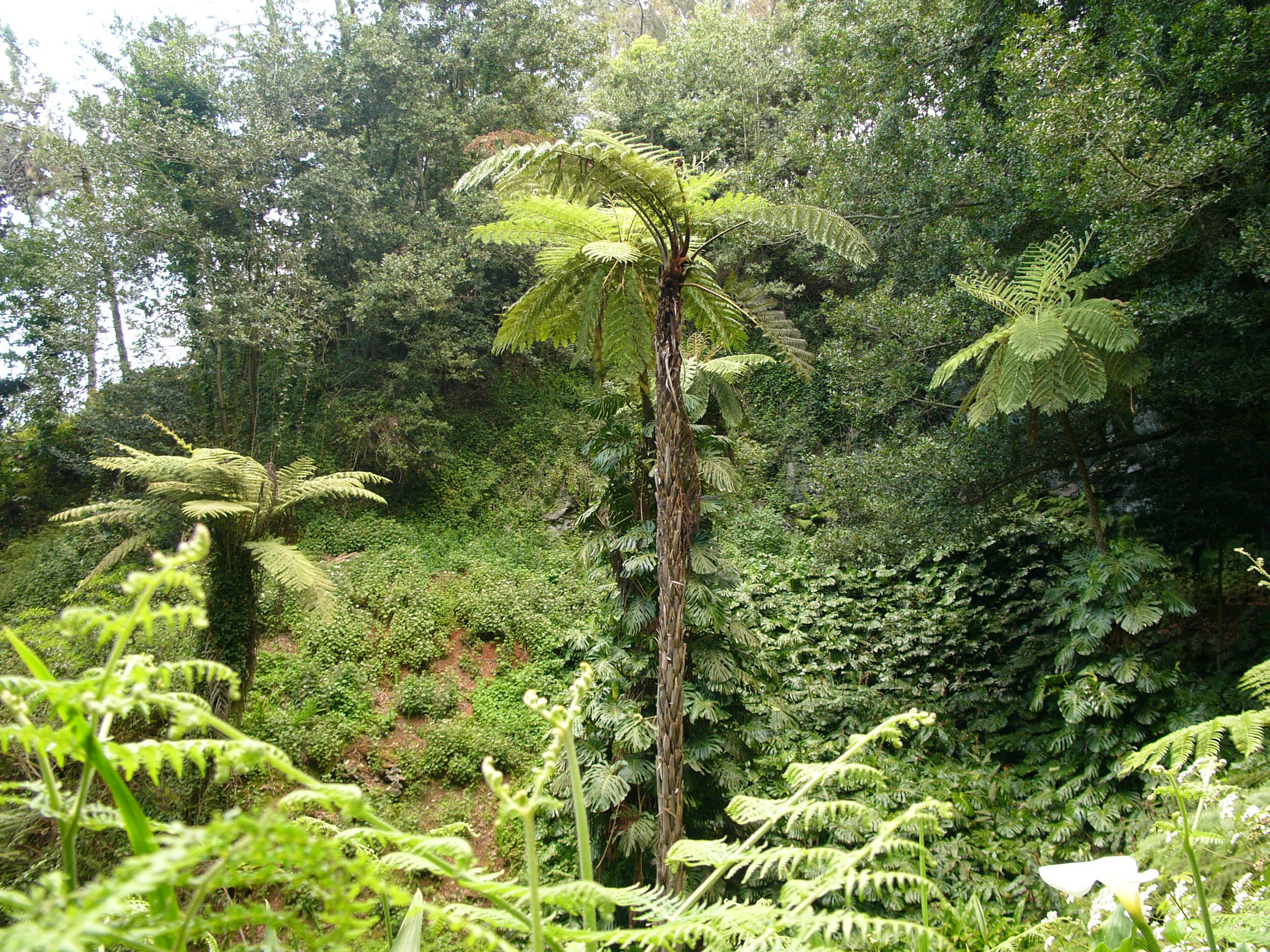 호주양치(Cyathea cooperi) 대표 사진