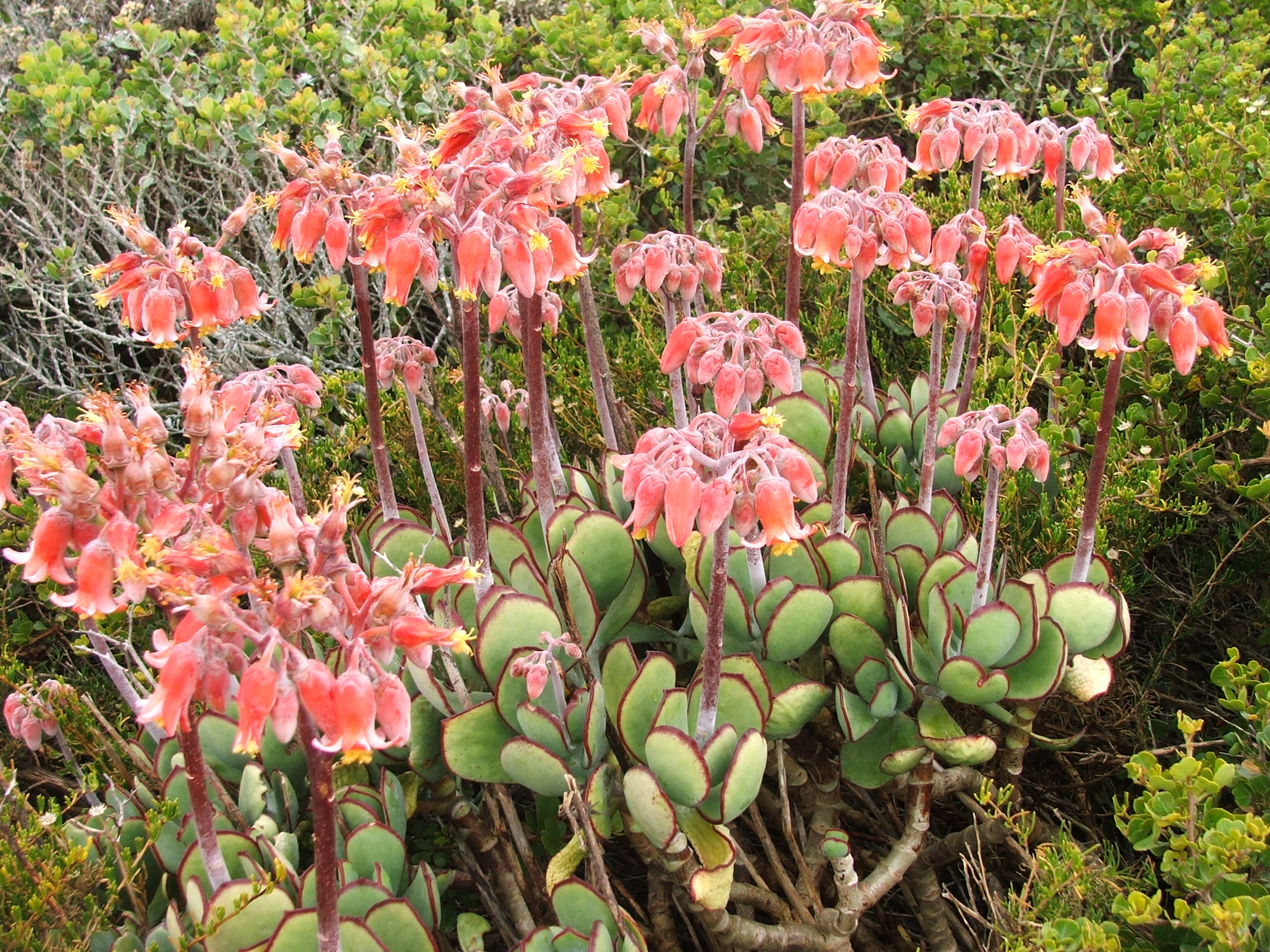 코틸레돈(Cotyledon orbiculata) — Wikimedia Commons CC 라이선스 대표 사진