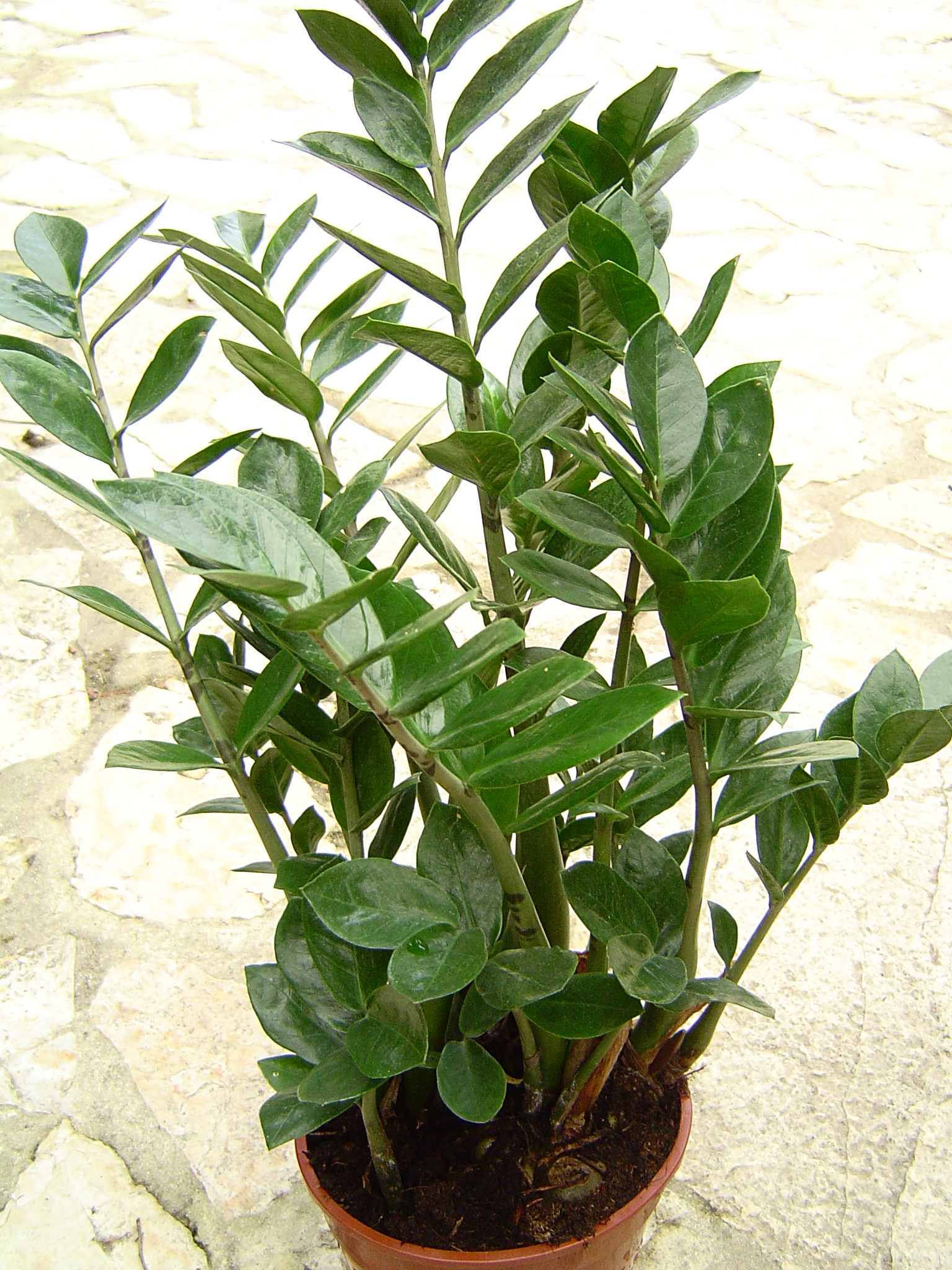ZZ플랜트(Zamioculcas zamiifolia) — 광택 진녹색 잎의 음지 식물