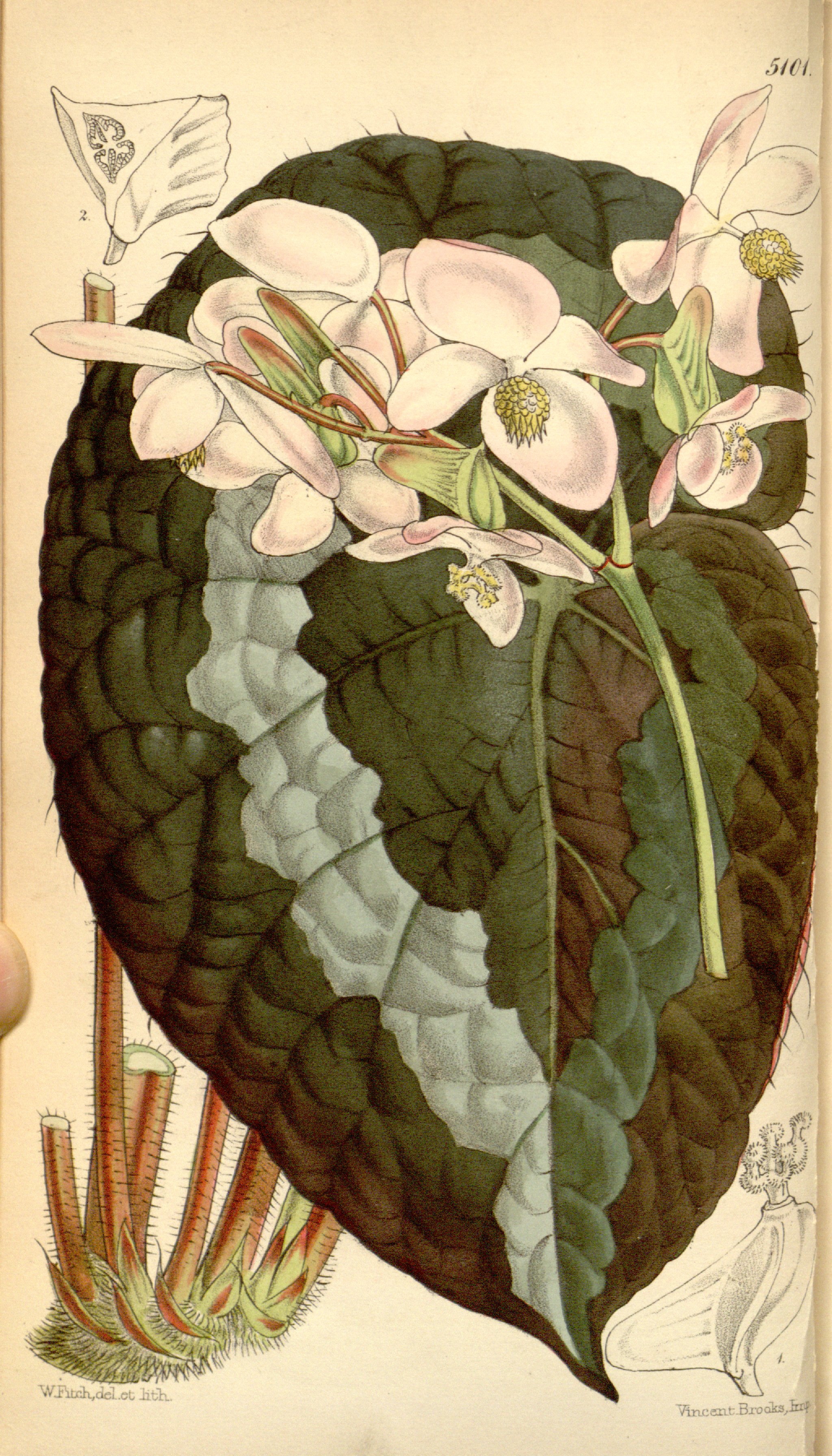 베고니아 렉스(Begonia rex) — 화려한 무늬의 잎 식물